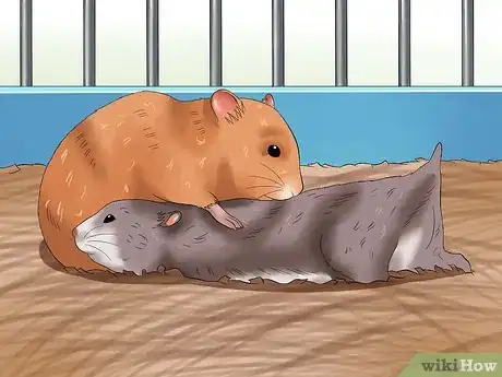 Imagen titulada Get Hamsters to Stop Fighting Step 5