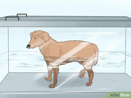 Imagen titulada Heal a Torn Dog ACL Without Surgery Step 6
