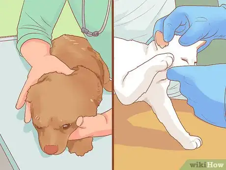 Imagen titulada Introduce a New Puppy to the Resident Cat Step 13