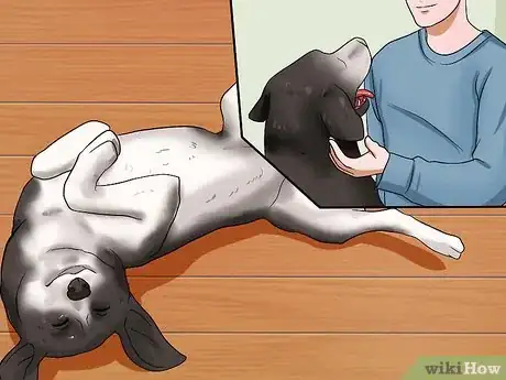 Imagen titulada Train Dogs Not to Bark Step 4