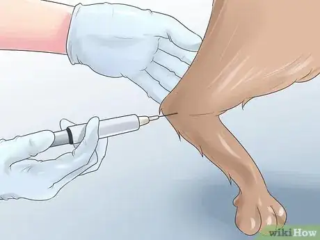 Imagen titulada Heal a Torn Dog ACL Without Surgery Step 9