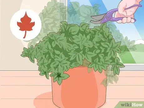 Imagen titulada Care for Fuchsia Step 13
