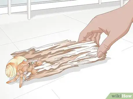 Imagen titulada Feed Hermit Crabs Step 3