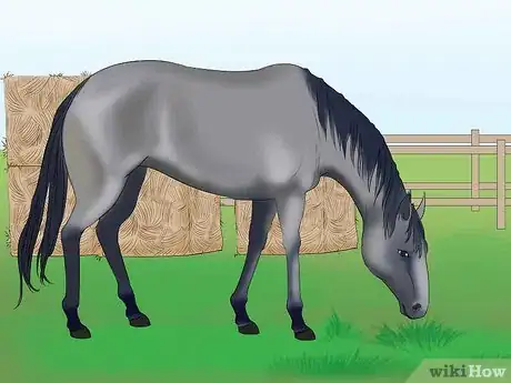 Imagen titulada Distinguish Horse Color by Name Step 5