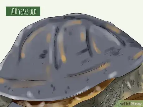 Imagen titulada Tell the Age of a Tortoise Step 11