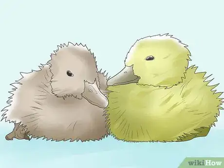 Imagen titulada Raise Ducks Step 8
