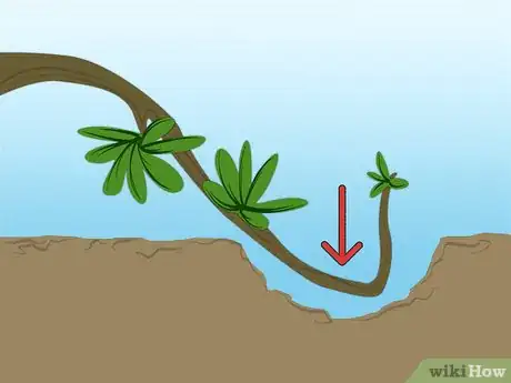 Imagen titulada Propagate Azaleas Step 4