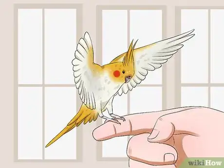 Imagen titulada Clip a Cockatiel's Flier Feathers Step 9