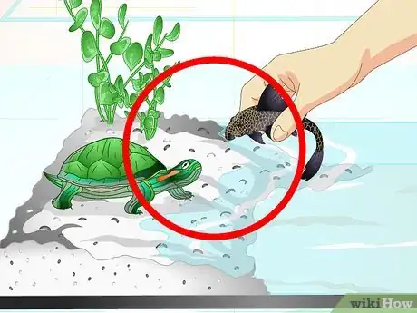 Imagen titulada Put a Sucker Fish in a Tank With a Turtle Step 12