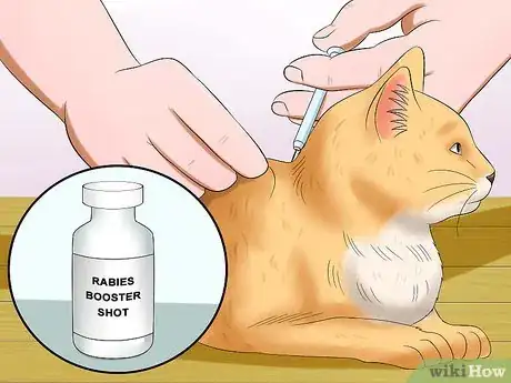 Imagen titulada Tell if a Cat Has Rabies Step 7