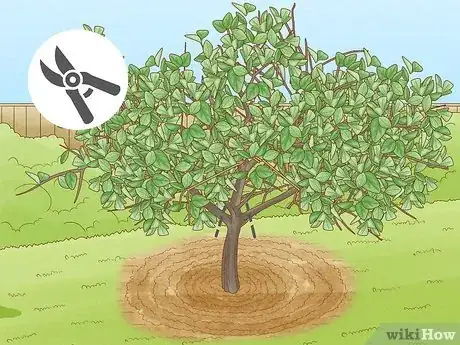 Imagen titulada Prune Citrus Trees Step 12
