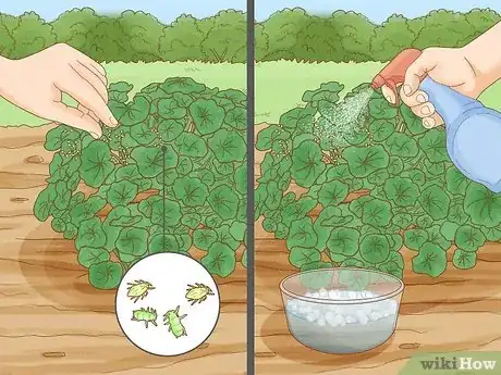 Imagen titulada Grow Nasturtiums Step 8