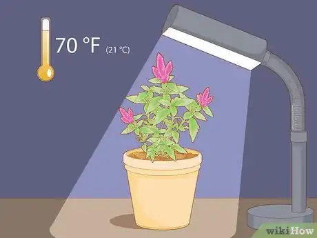 Imagen titulada Care for a Celosia Step 3