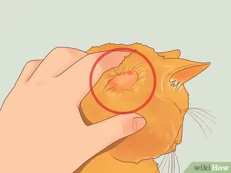 Imagen titulada Treat Fight Wounds on a Cat Step 2