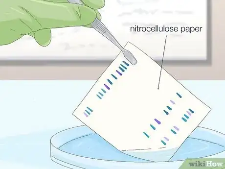 Imagen titulada Determine Genotype Step 11