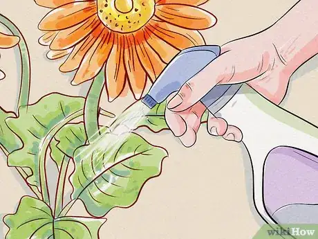 Imagen titulada Care for a Gerbera Daisy Step 8