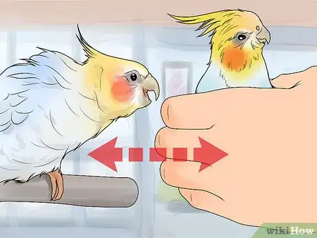Imagen titulada Keep Multiple Cockatiels Step 7