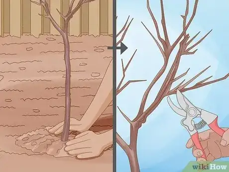 Imagen titulada Prune a Tulip Magnolia Step 3