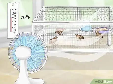Imagen titulada Breed Quail Step 9