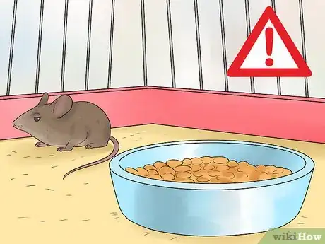 Imagen titulada Care for an Injured Pet Mouse Step 6