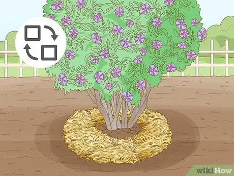 Imagen titulada Care for a Purple Flower Potato Bush Step 8