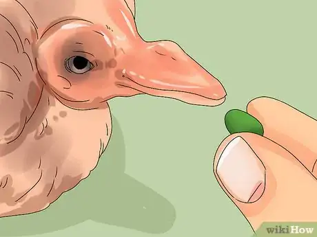 Imagen titulada Care for a Fledgling Pigeon Step 5