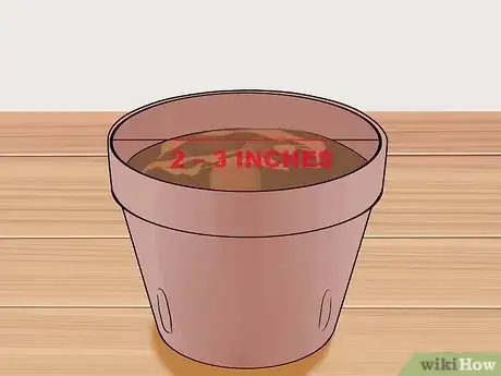 Imagen titulada Grow a Bean Plant Step 4