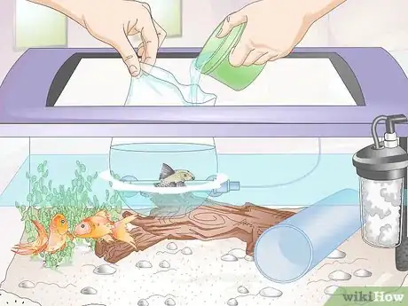 Imagen titulada Introduce a Pleco to a Goldfish Tank Step 10