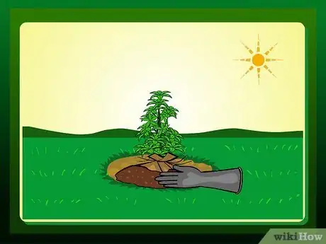 Imagen titulada Replant a Tree Step 14