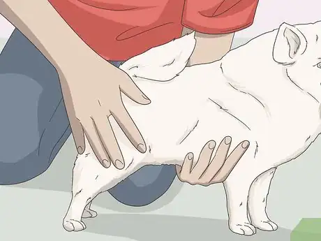 Imagen titulada Express a Paralyzed Dog's Bladder Step 11