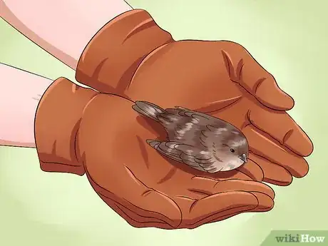 Imagen titulada Care for an Injured Wild Bird That Cannot Fly Step 10