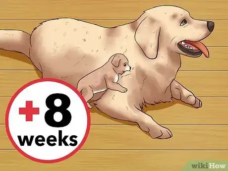 Imagen titulada Choose a Healthy Puppy Step 1