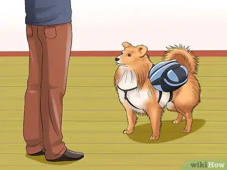Imagen titulada Care for Shelties Step 16