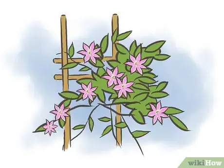 Imagen titulada Prune Clematis Step 1