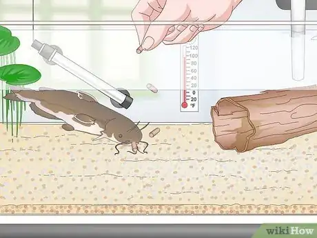 Imagen titulada Keep a Bullhead Catfish Step 14