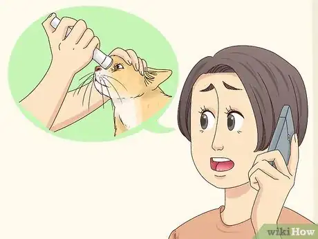 Imagen titulada Diagnose and Treat Blepharitis in Cats Step 5