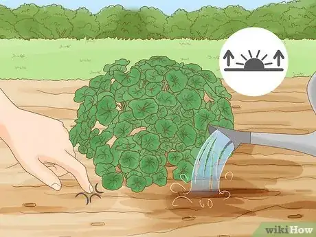 Imagen titulada Grow Nasturtiums Step 6