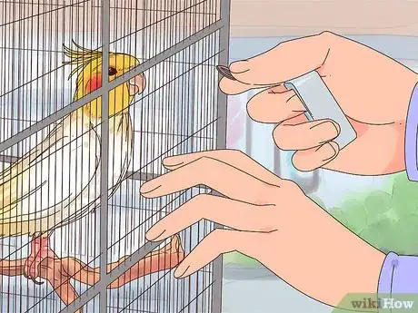 Imagen titulada Train Cockatiels Step 7