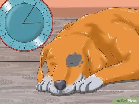 Imagen titulada Deal with Severe Motion Sickness in Dogs Step 10