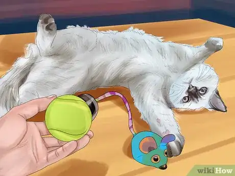 Imagen titulada Care for Ragdoll Cats Step 6