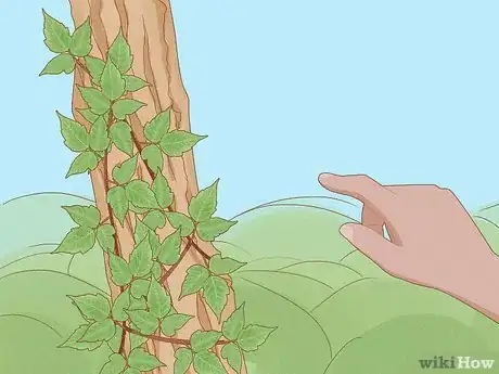 Imagen titulada Identify Poison Ivy Step 6
