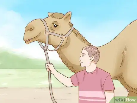 Imagen titulada Care for a Camel Step 15