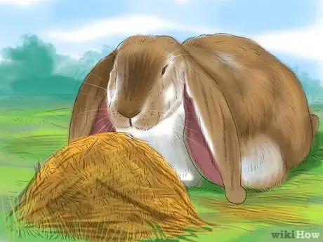Imagen titulada Raise a Lop Eared Rabbit As a Pet Step 7