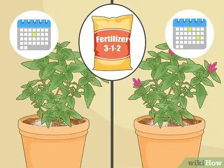 Imagen titulada Care for a Celosia Step 7