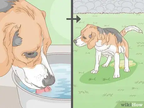 Imagen titulada Strengthen an Old Dog's Hind Legs Step 4