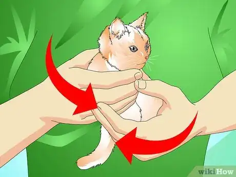 Imagen titulada Give a Kitten a Bath Step 2
