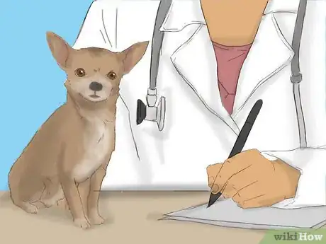 Imagen titulada Care for a Pregnant Chihuahua Step 2