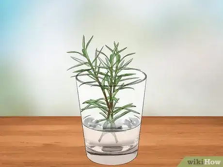 Imagen titulada Grow Moss Rose Step 9