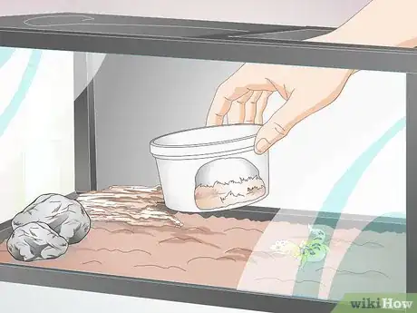 Imagen titulada Bathe a Leopard Gecko Step 7