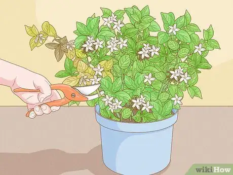 Imagen titulada Prune Jasmine Step 10